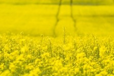 The new bioinsecticide von Bayer can be used in oilseed rape and cereals. Image: Getty/AlpamayoPhoto