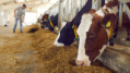 FDA regulatory pathways for animal feed novel ingredients