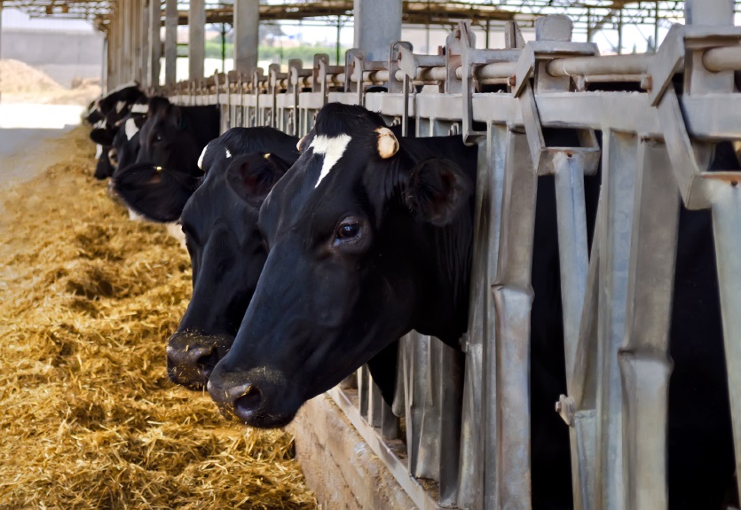 https://www.feednavigator.com/var/wrbm_gb_food_pharma/storage/images/1/7/0/4/1544071-1-eng-GB/Californian-research-yields-cattle-feed-from-rice-straw.jpg