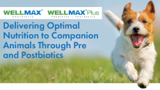 Delivering Optimal Nutrition to Companion Animals Through Pre and Postbiotics