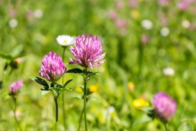 Finding a viable alternative to red clover (pictured) has been a challenge for the research community for decades. Image: Getty/ivansmuk