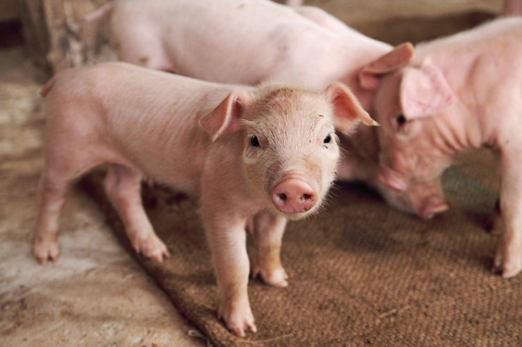 High costs put Australian pig producers under pressure