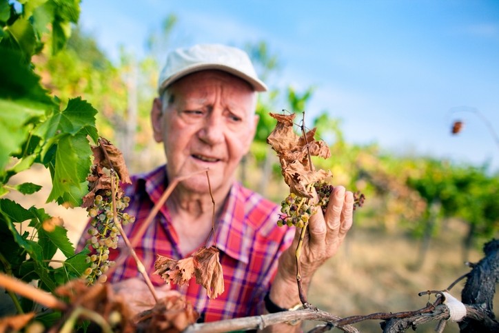 Image: Getty/Casarsa