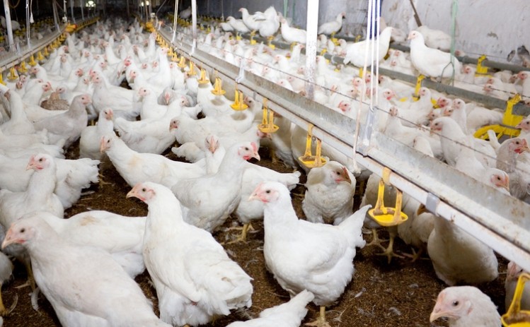Breast meat quality of broiler chickens at 42 d fed diets