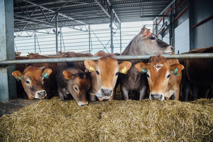 Oregano extract may boost feeding, milk production in Jersey cows