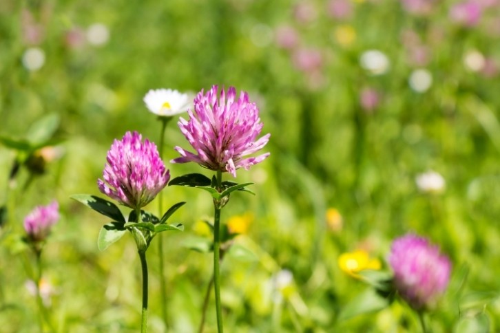 Finding a viable alternative to red clover (pictured) has been a challenge for the research community for decades. Image: Getty/ivansmuk