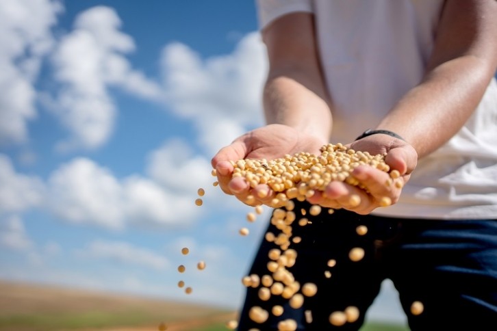 Soybean prices are falling. Image Source: Getty Images/Drs Producoes