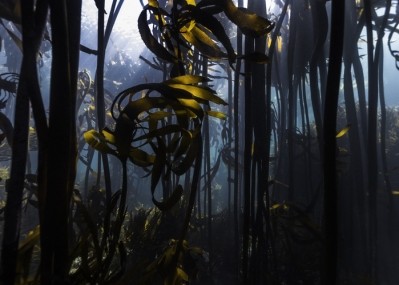 A kelp forest with brown seaweed (Ecklonia maxima) also known as sea bamboo © GettyImages/Madelein_Wolf