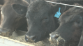 Feed-based methane-reduction solutions for livestock farming