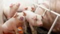 Minimize nitrogen loss in pig farming for performance and sustainability