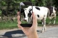 Farm managers can pull up information about a specific animal by simply taking a photo of its head from a distance of up to 50 feet (around 15 meters). Image: Getty/Dontstop