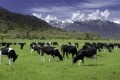 Dairy makes up around 46% of New Zealand’s ag emissions, with an average farm emitting 9.6 tons of GHG per hectare per year. Image: Getty/pelooyen