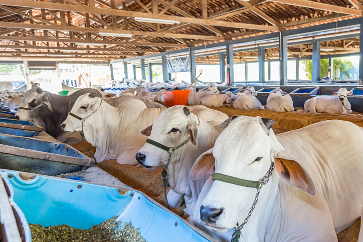 feedlot-cattle-functional-oils-may-improve-feed-intake-during-abrupt