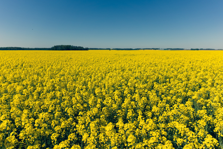 European rapeseed production looking more robust