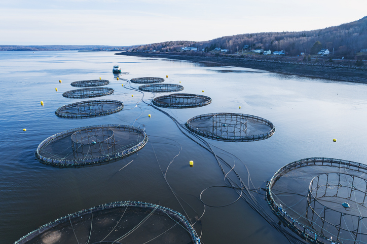 By 2050, aqua feed demand to reach 100m tons, industry pressured