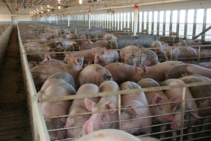 hog farm operations